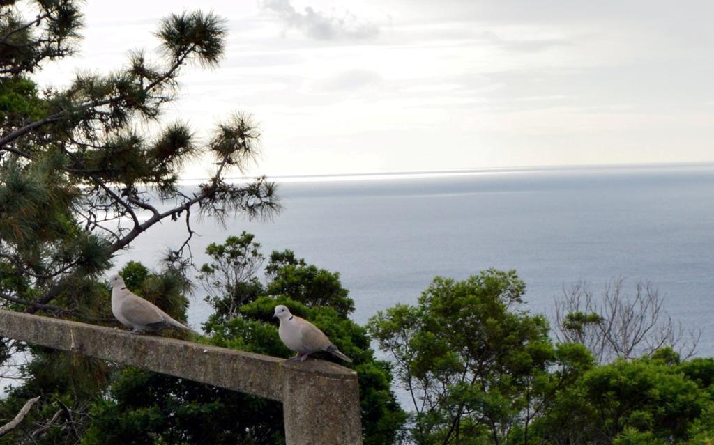 Apartamento Gois Machico  Exterior foto
